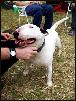 Dorset Steam Fair - Terrier 2