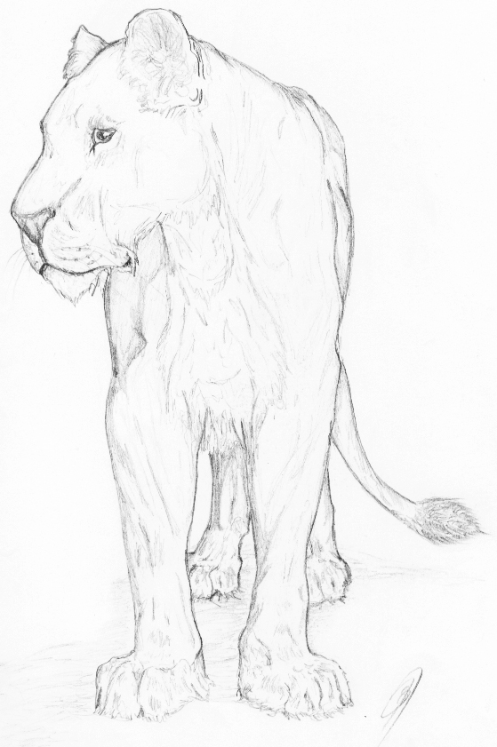 Lioness