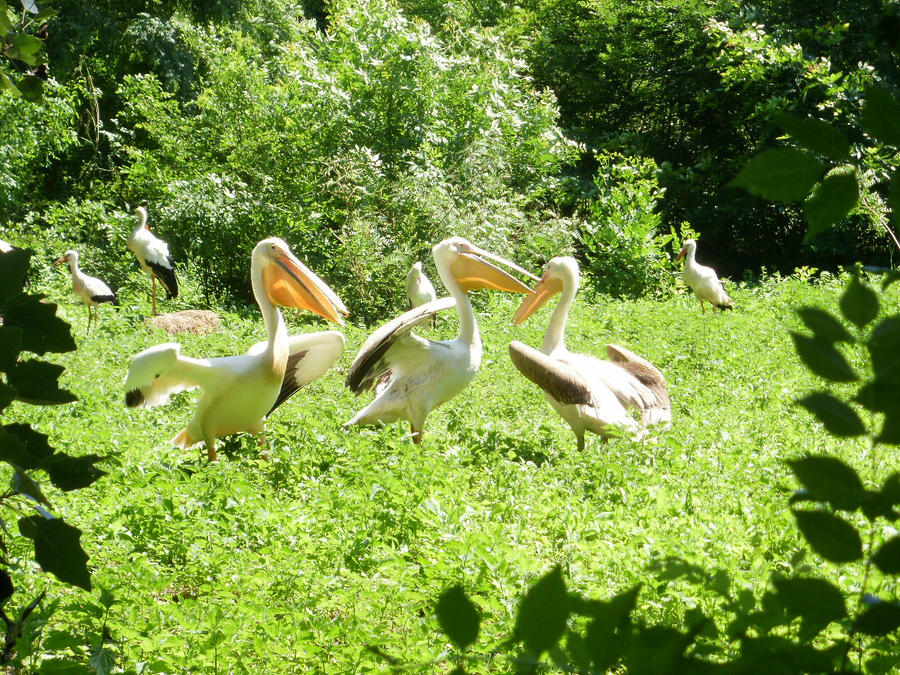 Pelican Dance