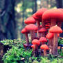 Red mushrooms