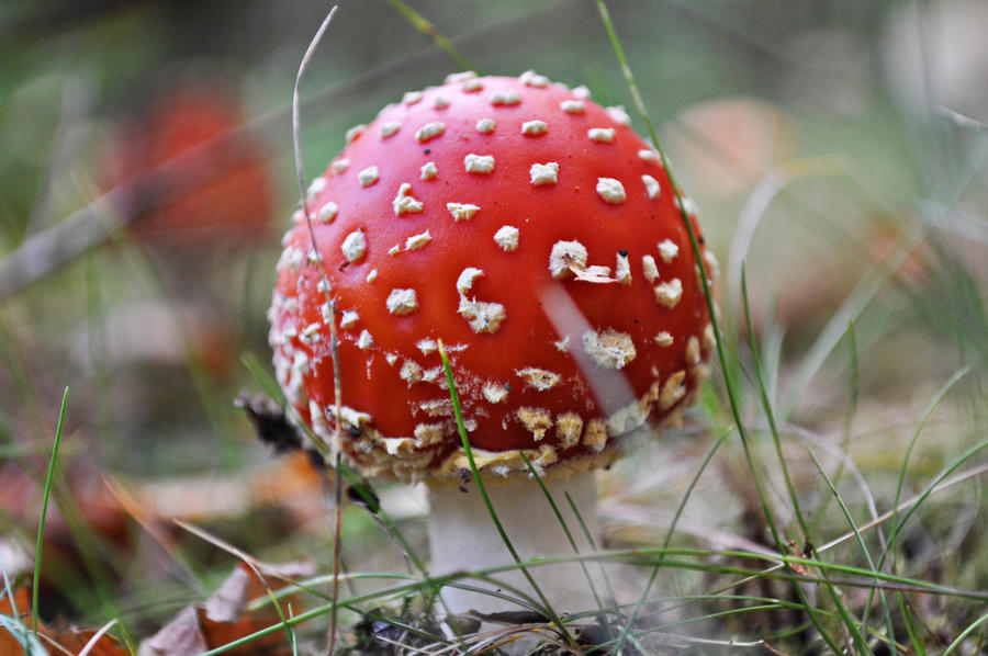 Red hat