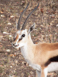 Thompsons Gazelle