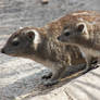 Hyraxes. Are. CUTE.