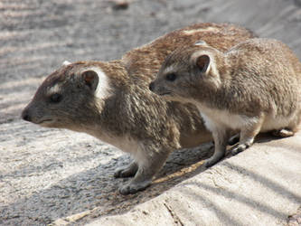 Hyraxes. Are. CUTE.