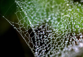 Morning dew