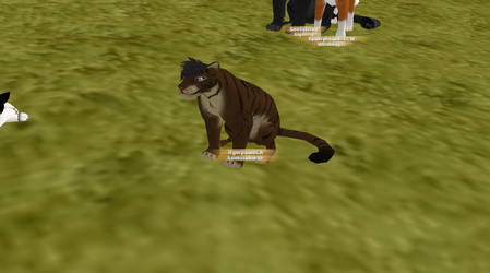 Tigerpaw of Shadowclan