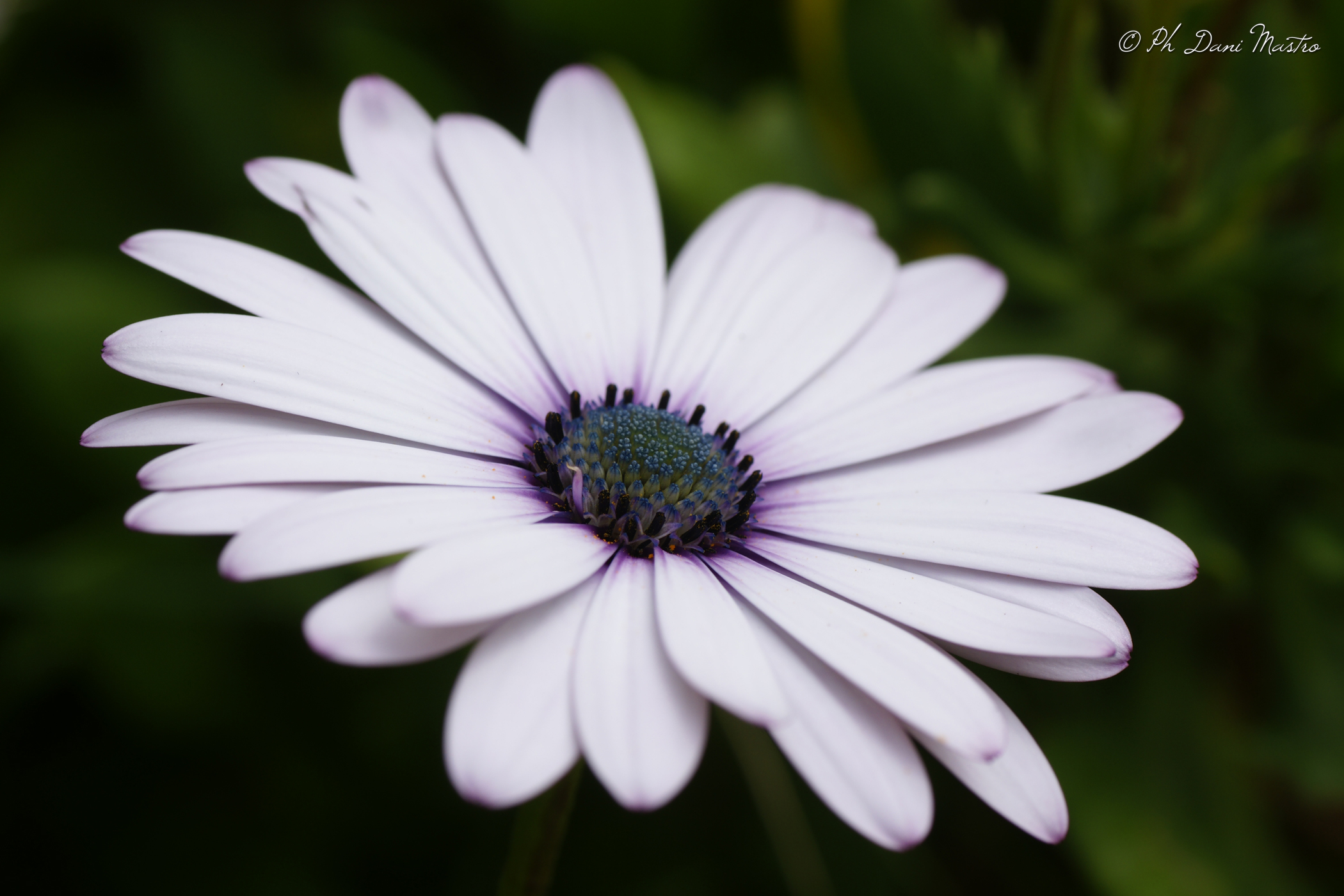 Macro Margherita Bianca