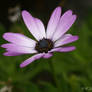 Macro Margherita Viola