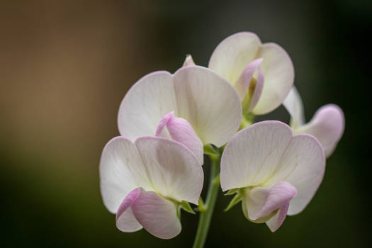 white flower