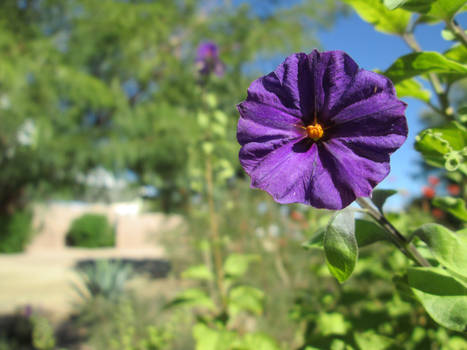 Purple Flamingo Pond