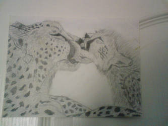 cheetahs