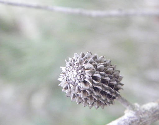 Baby Pine Cone