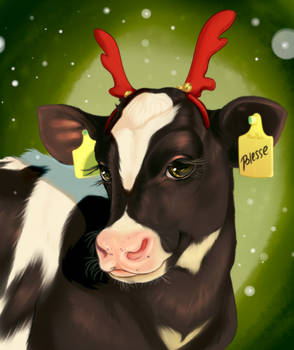 Christmas calf