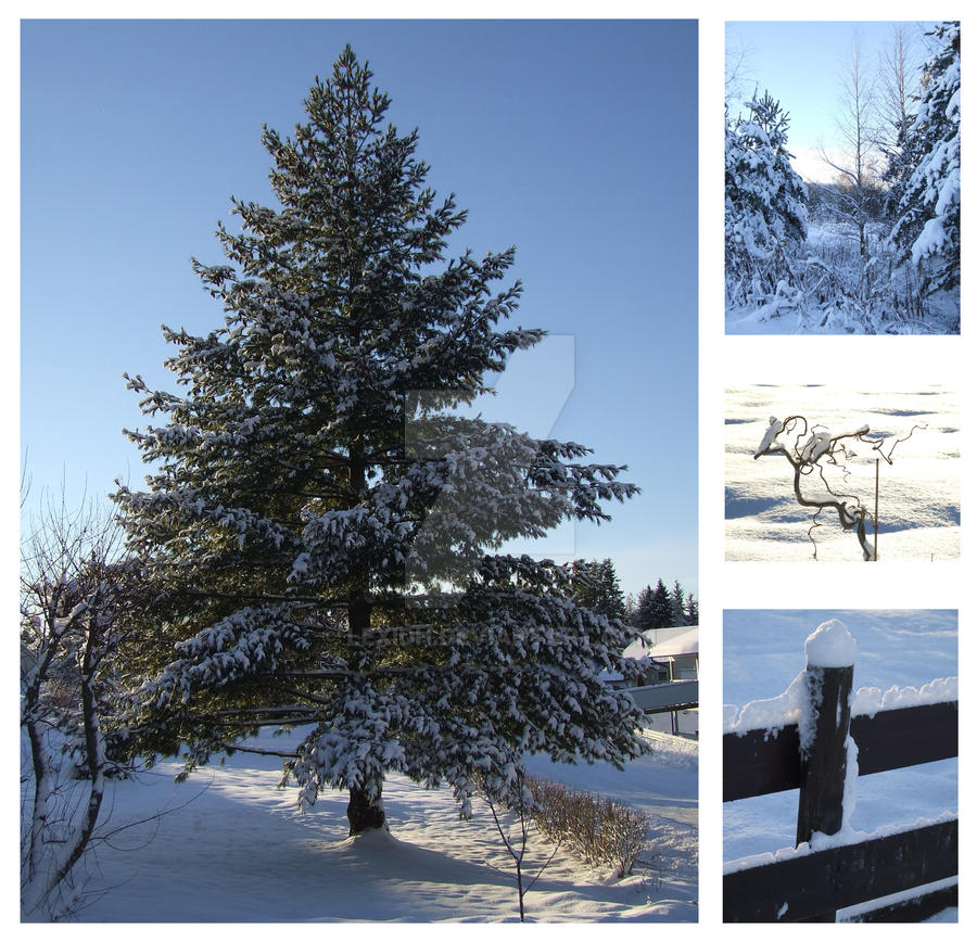 Snow on wood