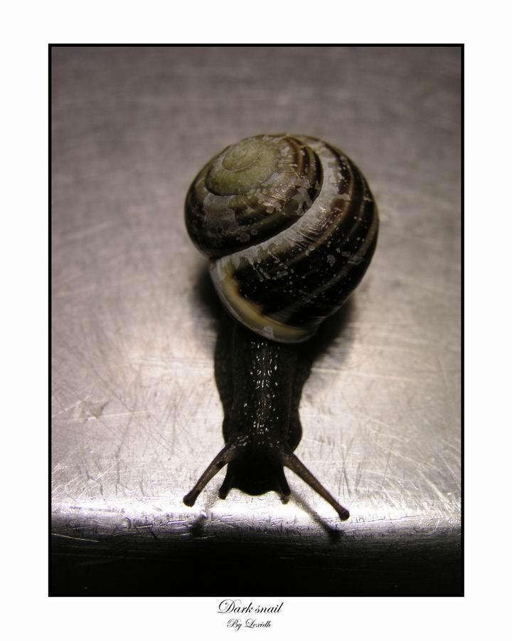 Dark snail