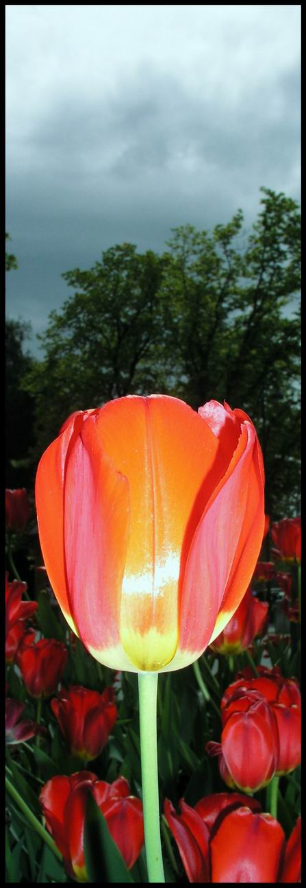 Flower with flash