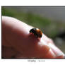 Ladybug