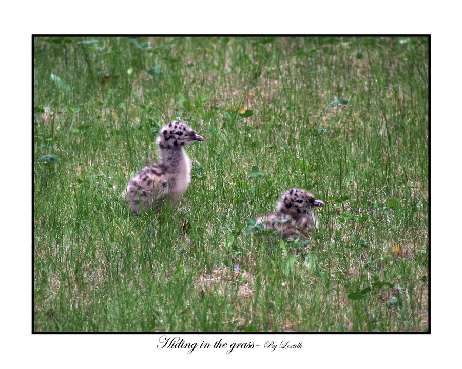 Hiding in the grass