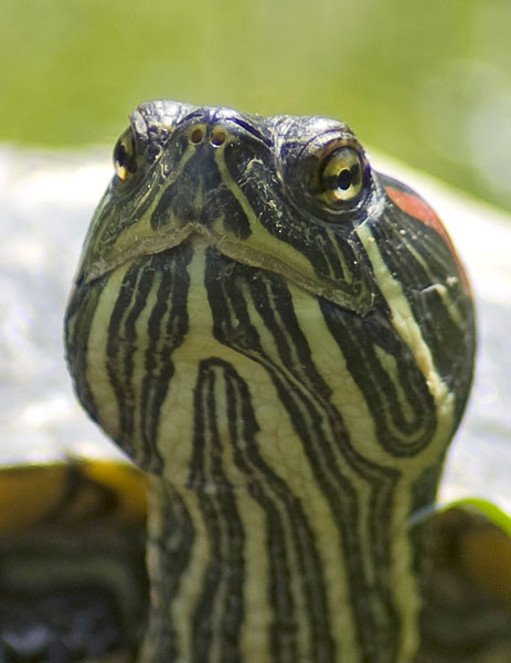 Tortoise portrait