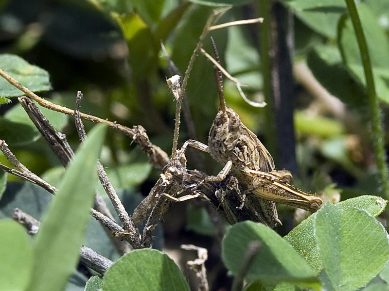 Grasshopper