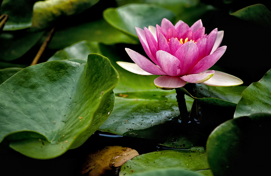 pink water lily