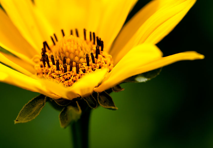 yellow flower