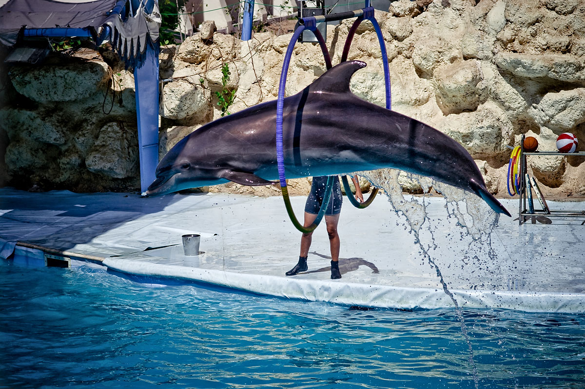 Egypt - Dolphins I.