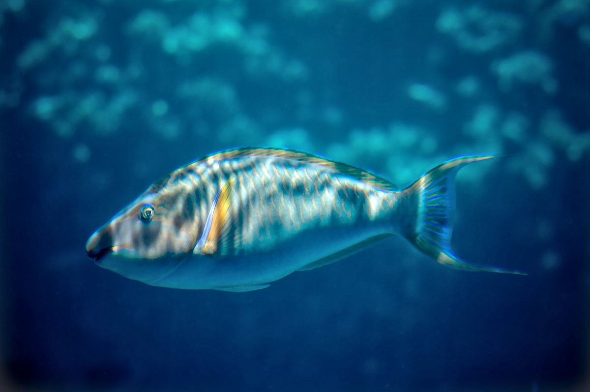 Egypt - Underwater II.