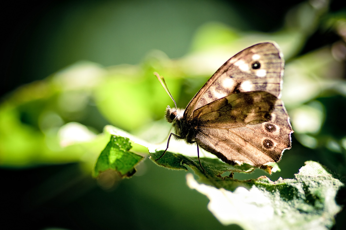 forest butterfly