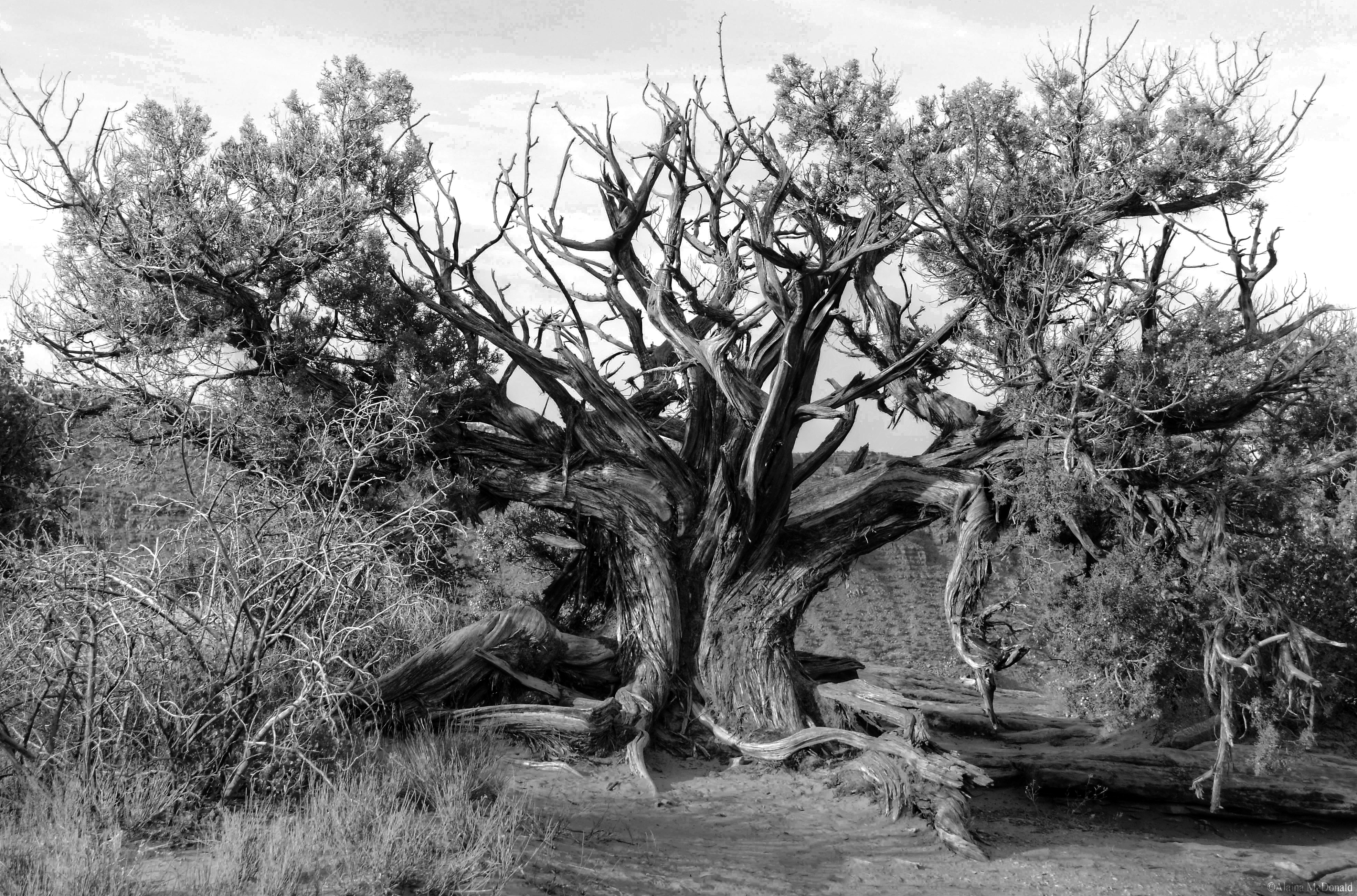 Moab tree