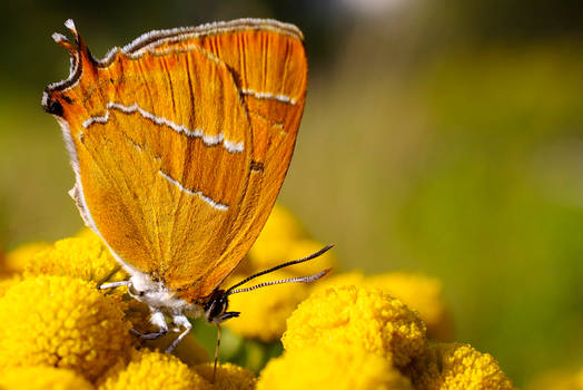 Brown Hairstreak