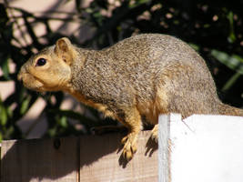 Squirrel