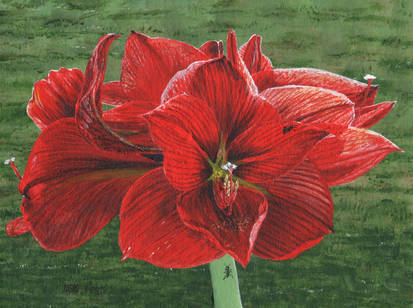 Amaryllis And Ants