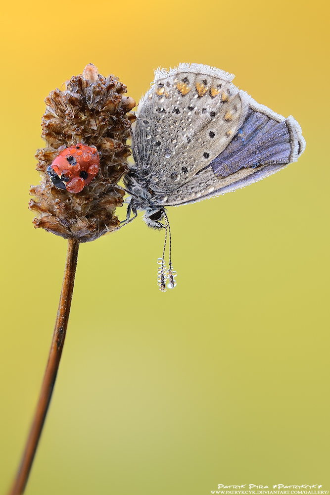 Ladybug and butterfly by patrykcyk