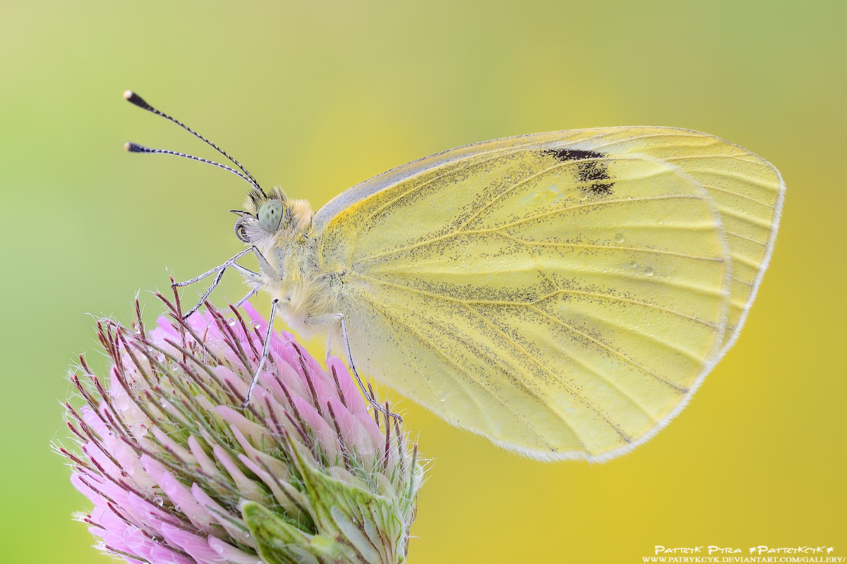 Pieris