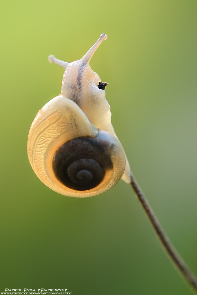 Snail