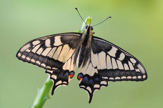 Papilio machaon