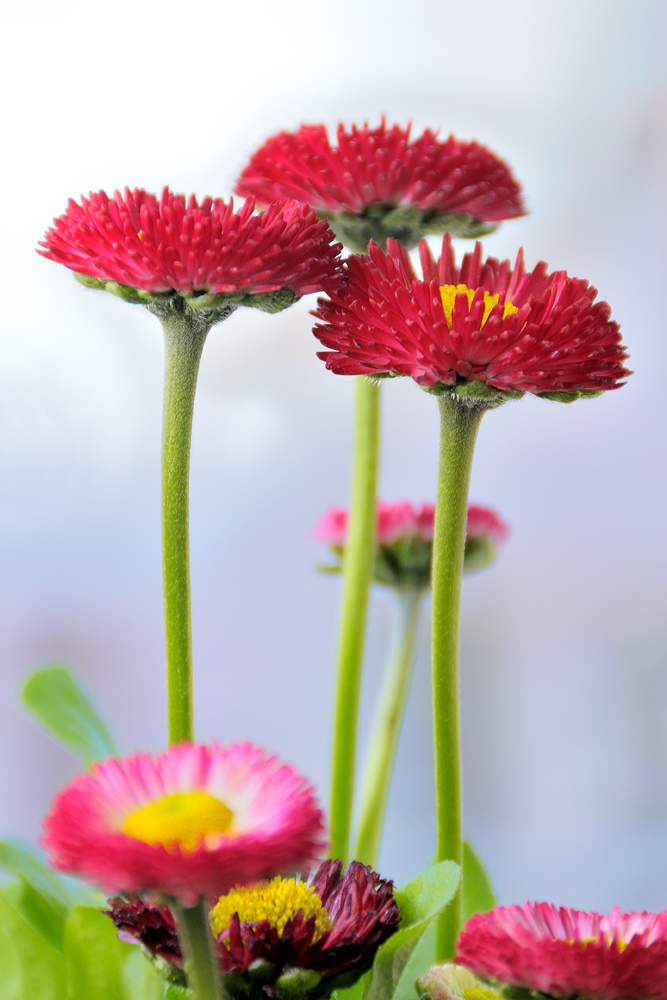 Daisies