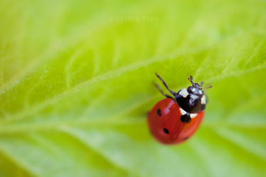 ladybird