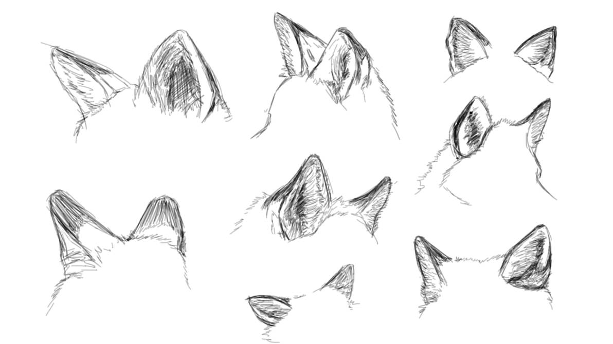 9+ Wolf Ears Drawing
