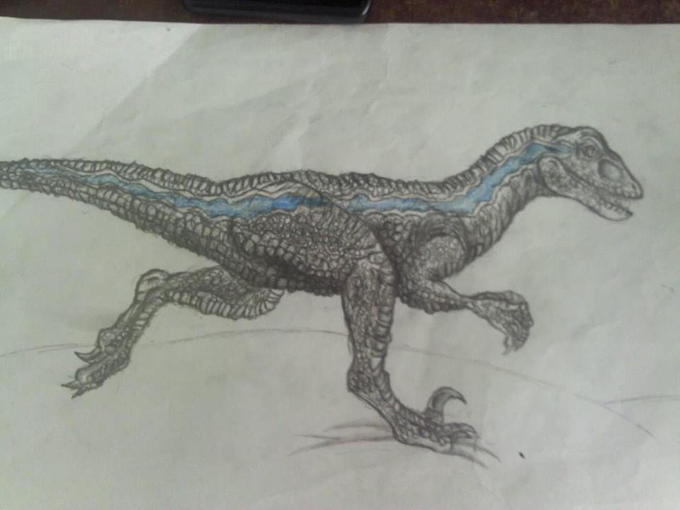 Bluethe Rapter Drawing Blue the Velociraptor Sketch by Archaeokaabii on DeviantArt
