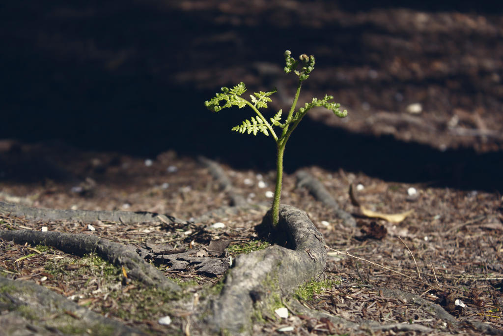 Baby Tree Image Baby Tree by Deeaiche on DeviantArt