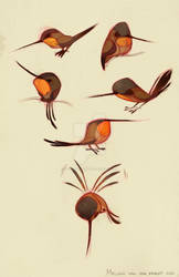 Rufous Hummingbird