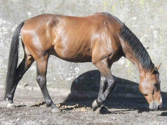 Walking Horse - Touraine #2