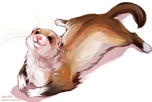 ferret