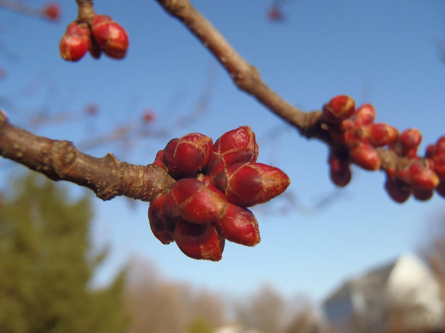 Flower Buds