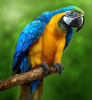 Macaw