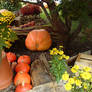 Pumpkin Still-Life