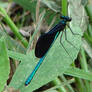 damselfly not dragonfly