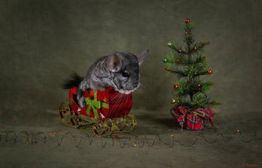 Chinchilla Christmas